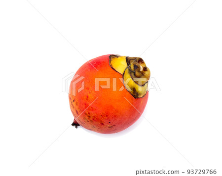 Close up ripe of Foxtail palm fruit on white background. 93729766