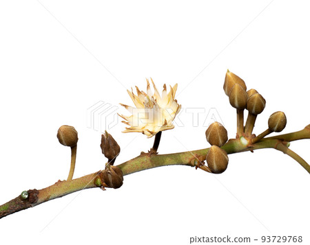 Close up of Spanish cherry, Tanjong Tree, Bunga Tanjung, Red Coondoo on white background. 93729768