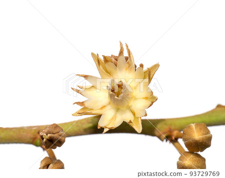 Close up of Spanish cherry, Tanjong Tree, Bunga Tanjung, Red Coondoo on white background. Close up of Spanish cherry, Tanjong Tree, Bunga Tanjung, Red Coondoo on white background. 93729769