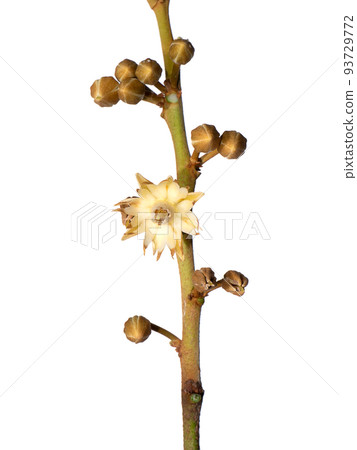 Close up of Spanish cherry, Tanjong Tree, Bunga Tanjung, Red Coondoo on white background. Close up of Spanish cherry, Tanjong Tree, Bunga Tanjung, Red Coondoo on white background. 93729772