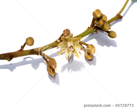 Close up of Spanish cherry, Tanjong Tree, Bunga Tanjung, Red Coondoo on white background. 93729773