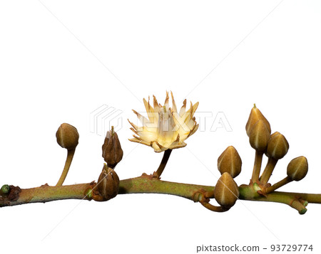 Close up of Spanish cherry, Tanjong Tree, Bunga Tanjung, Red Coondoo on white background. Close up of Spanish cherry, Tanjong Tree, Bunga Tanjung, Red Coondoo on white background. 93729774