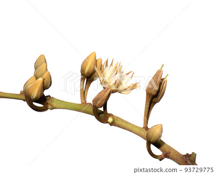 Close up of Spanish cherry, Tanjong Tree, Bunga Tanjung, Red Coondoo on white background. 93729775