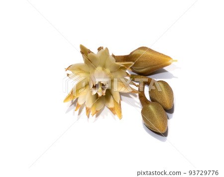 Close up of Spanish cherry, Tanjong Tree, Bunga Tanjung, Red Coondoo on white background. Close up of Spanish cherry, Tanjong Tree, Bunga Tanjung, Red Coondoo on white background. 93729776