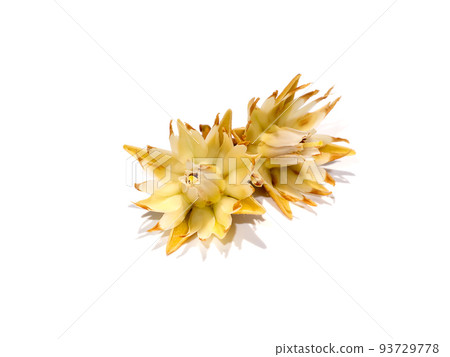 Close up of Spanish cherry, Tanjong Tree, Bunga Tanjung, Red Coondoo on white background. 93729778