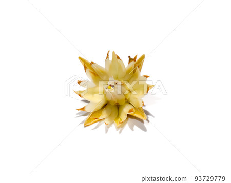 Close up of Spanish cherry, Tanjong Tree, Bunga Tanjung, Red Coondoo on white background. 93729779