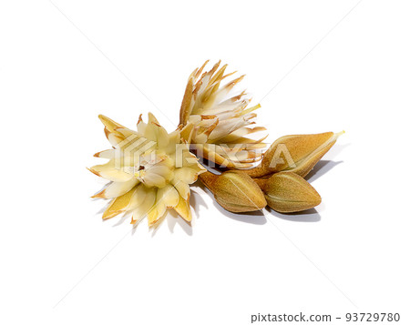 Close up of Spanish cherry, Tanjong Tree, Bunga Tanjung, Red Coondoo on white background. Close up of Spanish cherry, Tanjong Tree, Bunga Tanjung, Red Coondoo on white background. 93729780