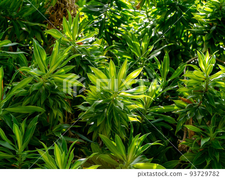 Close up Song of Jamaica leaves background. Close up Song of Jamaica leaves background. 93729782
