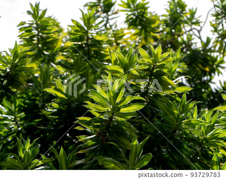 Close up Song of Jamaica leaves background. 93729783