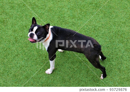 Mighty-kun, a cute Boston terrier staring at the blue sky while playing on a dog run rich in nature in Yuzu no Sato Moroyama Town♡ 93729876