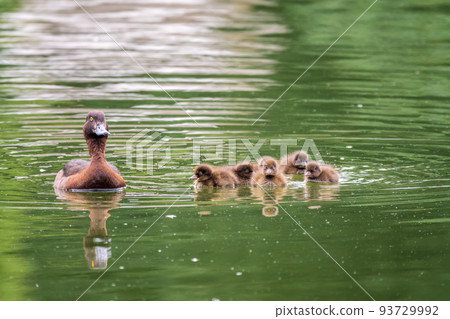 Female Tufted duck swims with her ducklings in green lake 93729992