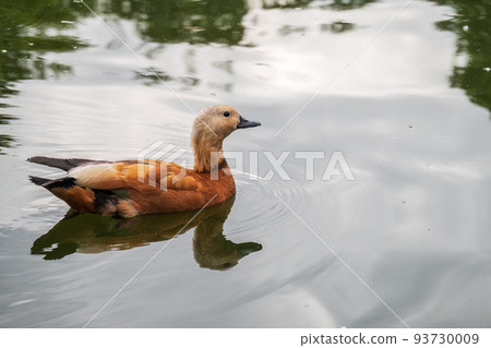 Ruddy Shelduck, or red duck, lat. Tadorna ferruginea, swimming on a lake. Ruddy Shelduck, or red duck, lat. Tadorna ferruginea, swimming on a lake. 93730009