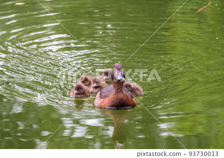 Female Tufted duck swims with her ducklings in green lake Female Tufted duck swims with her ducklings in green lake 93730013