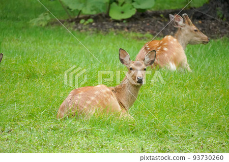deer resting in meadow deer resting in meadow 93730260