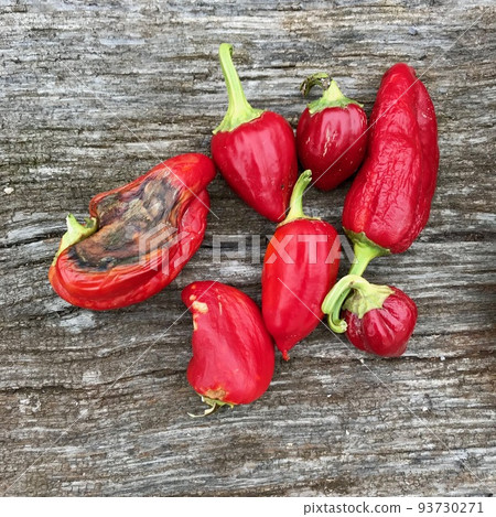 Photo on theme long red hot chili pepper Photo on theme long red hot chili pepper 93730271