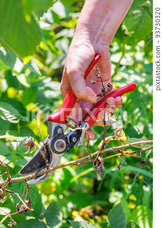 The farmer's hand cuts dry raspberry branches with a metal pruner. 93730320
