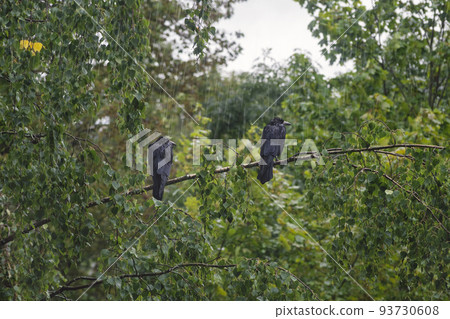 Two crows are sitting on a branch in the pouring rain. Two crows are sitting on a branch in the pouring rain. 93730608