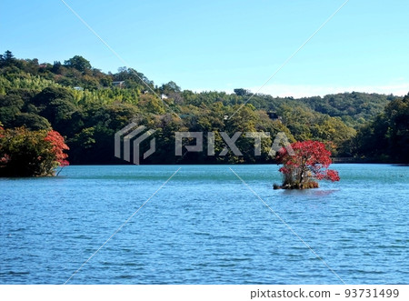 藍眼睛和秋葉 藍眼睛和秋葉 93731499