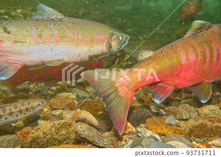 Underwater photography of cherry salmon 93731711