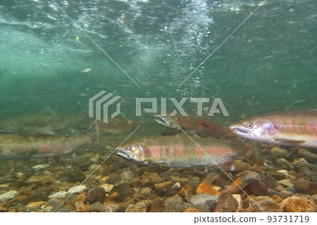 Underwater photography of cherry salmon 93731719