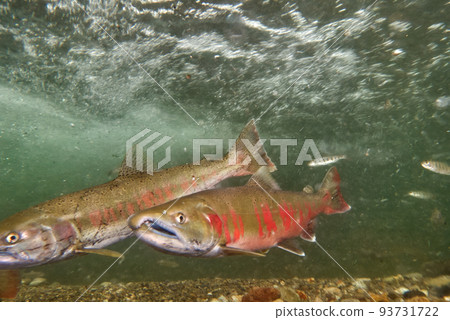 Underwater photography of cherry salmon 93731722