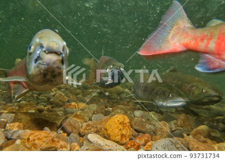 Underwater photography of cherry salmon 93731734