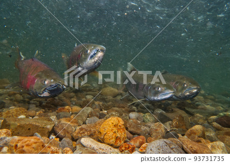 Underwater photography of cherry salmon 93731735