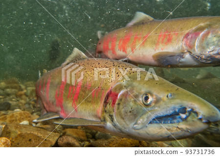 Underwater photography of cherry salmon 93731736