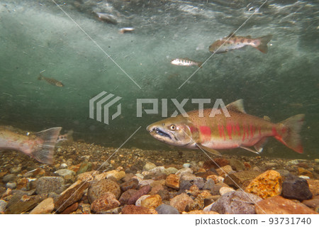 櫻桃鮭魚的水下攝影 櫻桃鮭魚的水下攝影 93731740