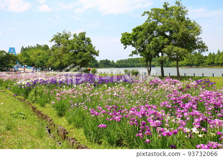 Mizumoto Park Iris Festival in Katsushika-ku, Tokyo Early June Mizumoto Park Iris Festival in Katsushika-ku, Tokyo Early June 93732066