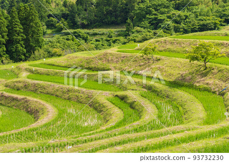 [Chiba Prefecture] Oyama Senmaida 93732230
