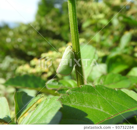 Aoi Bahagoromo 93732284