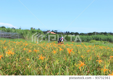 沖繩縣古宇利島的觀草場 沖繩縣古宇利島的觀草場 93732361