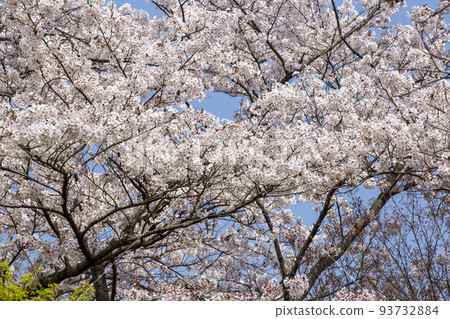 Hanami season Hanami season 93732884
