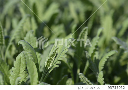 Fringed Lavander 93733032