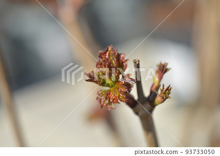 Guelder rose Guelder rose 93733050