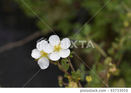 Shrubby Cinquefoil Abbotswood 93733058