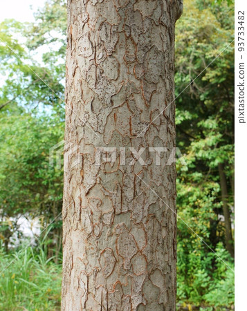 Akinira's bark Akinira's bark 93733482