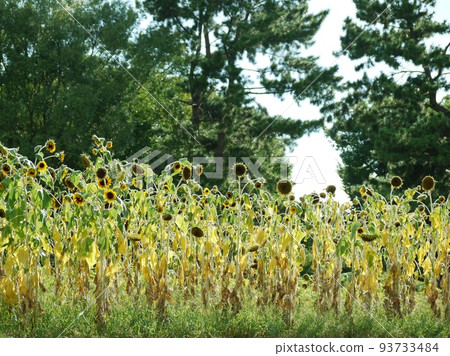 枯萎的向日葵田 枯萎的向日葵田 93733484