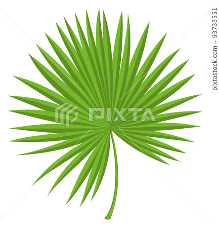 Green fan leaf. Natural jungle palm branch Green fan leaf. Natural jungle palm branch 93733551