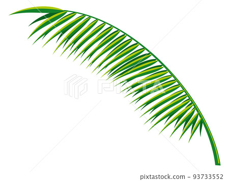 Beach palm leaf. Exotic jungle plant branch Beach palm leaf. Exotic jungle plant branch 93733552