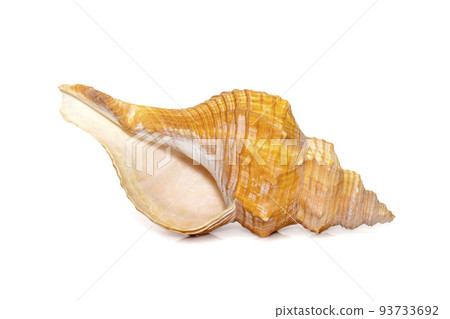Image of Trapezium Horse Conch / Striped Fox Conch seashell (Pleuroploca trapezium) isolated on white background. Undersea Animals. Sea Shells. Image of Trapezium Horse Conch / Striped Fox Conch seashell (Pleuroploca trapezium) isolated on white background. Undersea Animals. Sea Shells. 93733692