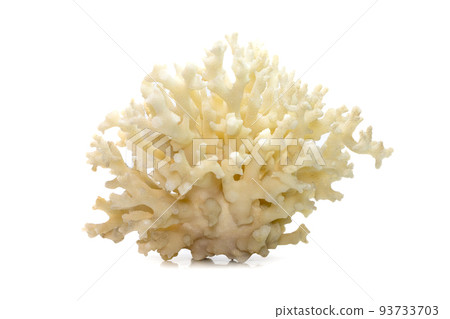 Image of dead white coral cubes on a white background. Undersea Animals. 93733703