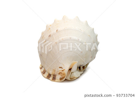 Image of Horned Helmet sea shells. (cassis Cornuta) is a species of extremely large sea snail isolated on white background. Undersea Animals. Sea Shells. 93733704