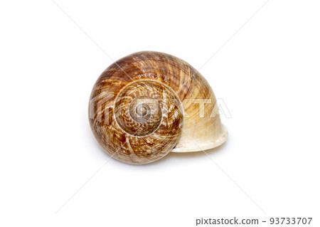 Image of cyclophorid snails(Cyclophoridae) isolated on white background. Undersea Animals. Sea Shells. Image of cyclophorid snails(Cyclophoridae) isolated on white background. Undersea Animals. Sea Shells. 93733707