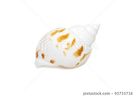 Image of babylonia areolata is a species of sea snail, a marine gastropod mollusc in the family Babyloniidae isolated on white background. Undersea Animals. Sea Shells. Image of babylonia areolata is a species of sea snail, a marine gastropod mollusc in the family Babyloniidae isolated on white background. Undersea Animals. Sea Shells. 93733716