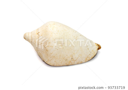 Image of white conch shell isolated on white background. Undersea Animals. Sea Shells. Image of white conch shell isolated on white background. Undersea Animals. Sea Shells. 93733719