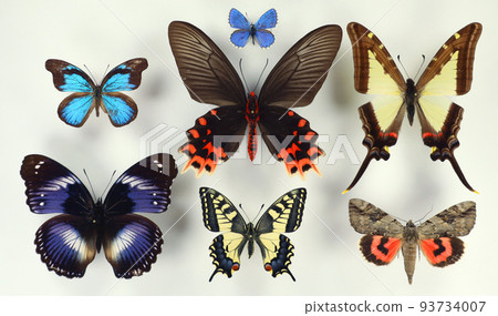 Collection of tropical butterflies in different colors and shapes. Isolated. Entomological collection. Papilio. Lepidoptera. Collection of tropical butterflies in different colors and shapes. Isolated. Entomological collection. Papilio. Lepidoptera. 93734007