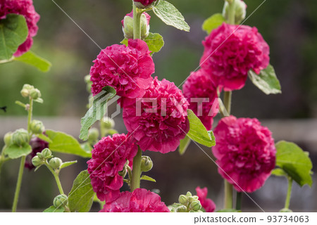 紅蜀葵花蜀葵 93734063