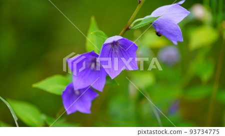 風鈴草漂流/向島百花園 93734775